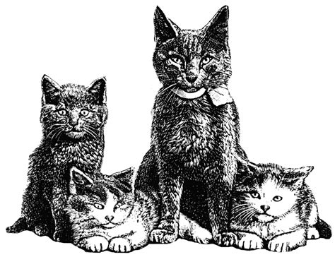Find the perfect family cat stock illustrations from getty images. Cat family black & white line art drawing. | Cat clipart ...
