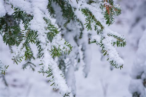 Banco De Imagens Rvore Ramo Neve Frio Inverno Plantar Geada