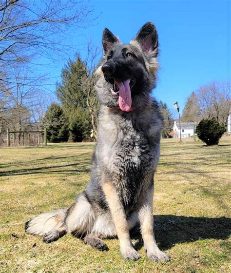 Are German Shepherds Considered Large Breed