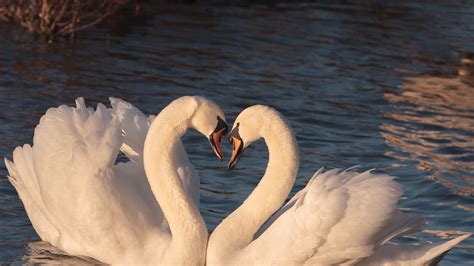 Desktop Wallpaper Swan Couple Birds Hd Image Picture Background