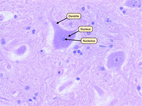 Nervous Tissue Labeled Neuron The Best Porn Website