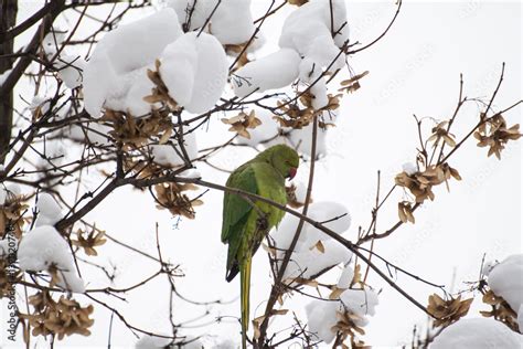 Foto Stock Ring Necked Parakeet Green Parrot Feeding Under Snow In