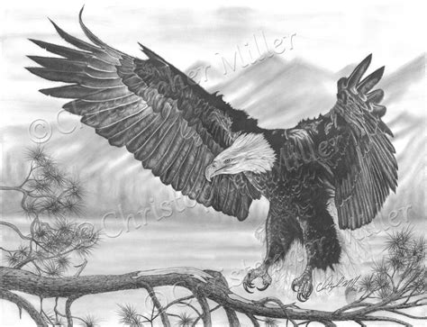 Baldeagle Painting And Drawing Omar Eagle Drawing Eagle Tattoos