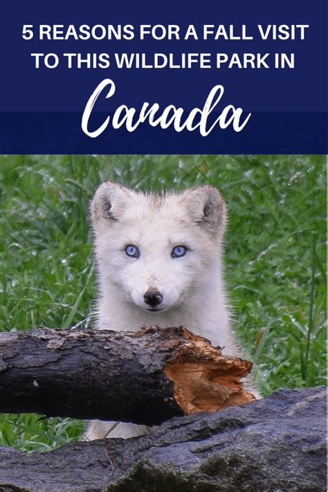 5 Reasons For A Fall Visit To This Wildlife Park In Canada Travel