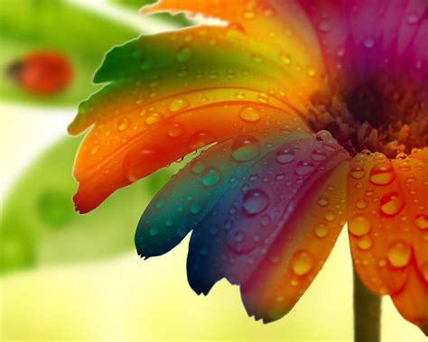 Flower Water Drop Macro Colorful Hd Wallpaper Nature And