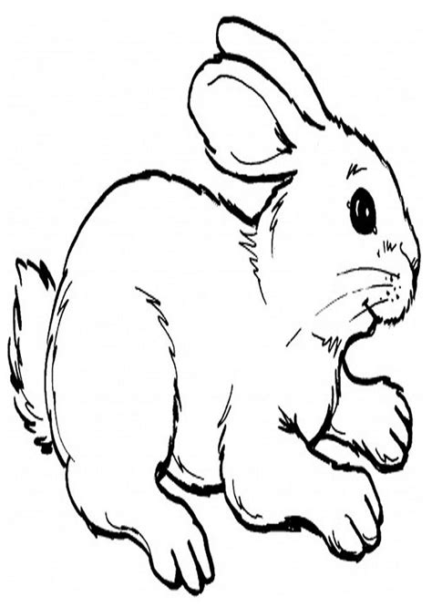Faciles Animales Domesticos Para Colorear Conejo Páginas Para Colorear