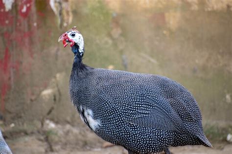 Premium Photo A Blue And White Guinea Fowl With A Red Beak