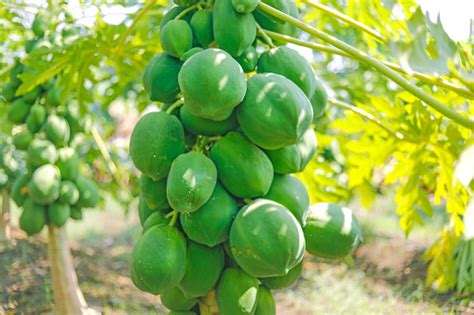 Indian Papaya Field Stock Photo Download Image Now Blue Papaya