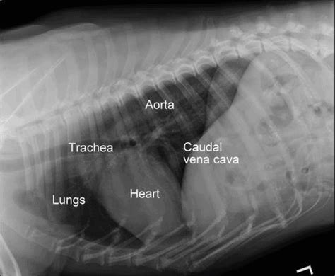 Heart Murmurs In Companion Dogs And Cats
