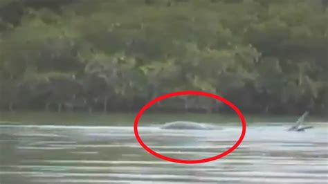 Shocking Footage Of Loch Ness Monster Caught On Tape Youtube