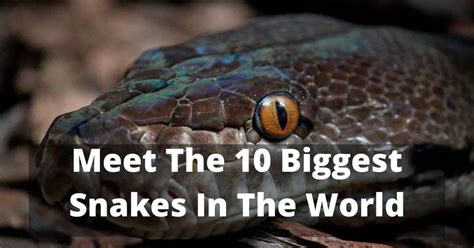 Meet The 10 Biggest Snakes In The World