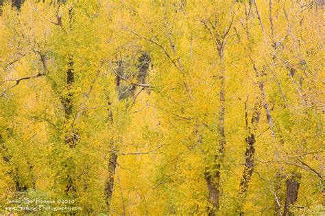 Cottonwood Autumn Colors Close Up Of Cottonwood Tree Autum Flickr