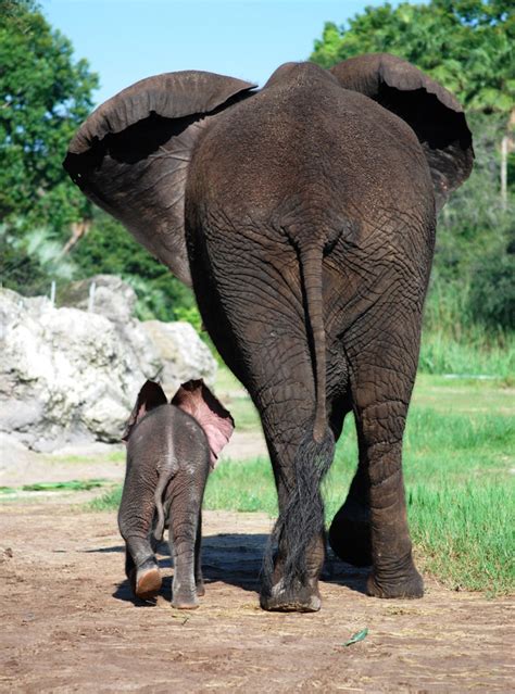 Wildlife Wednesdays Baby Elephants Jabali And Luna Are