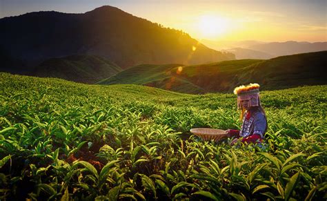 I myself used bus to reach there. Cameron Highlands Tour Package | Flat 15% Off
