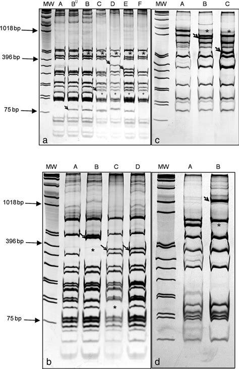 Polyacrylamide Gel Electrophoresis Of Dna Fragments Generated By