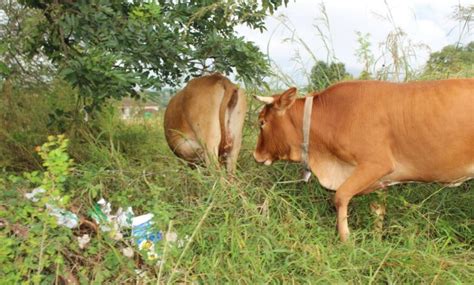 Cattle Owners In The Hazyview And Bushbuckridge Areas Must Be Vigilant Over Festive Season