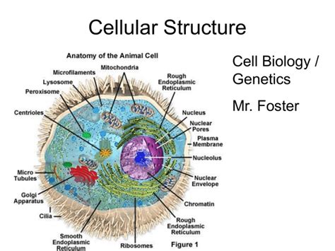 Cellular Structure Cell Biology Genetics Mr Foster