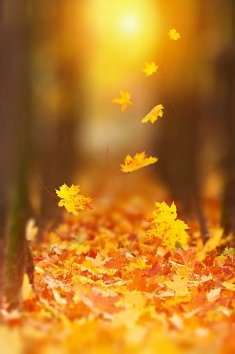 Falling Autumn Leaf Stock Photo Download Image Now Istock
