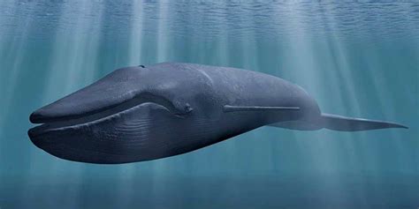 Blue Whale The Largest Animal