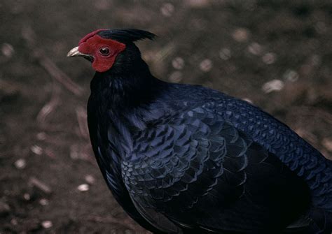 Imperial Pheasant 1973 Zoochat