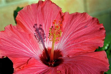 Hibiscus Morning Photograph By Debbie Colombo