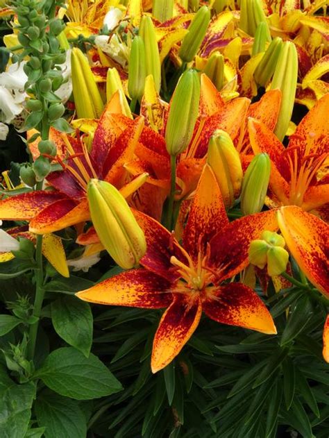 Asiatic Pot Lily Lilium Lily Looks Tiny Orange Sensation From Growing