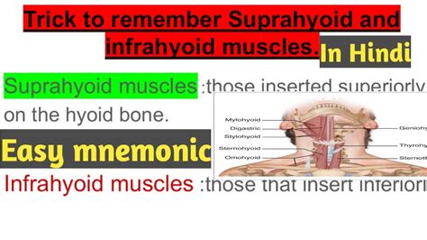 Suprahyoid And Infrahyoid Muscles Mnemonicin Hindi Youtube