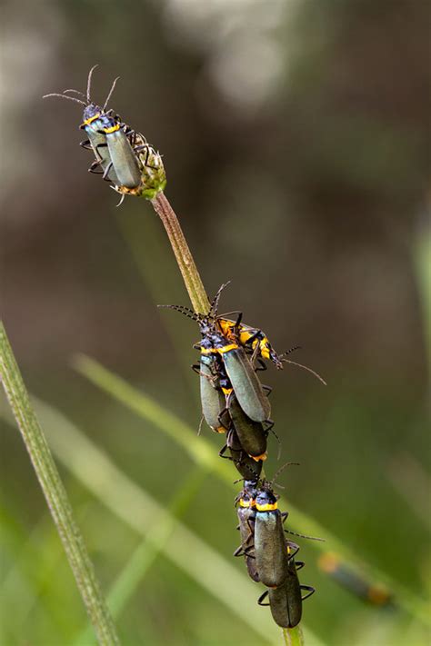A Bug S Kama Sutra 10 Sex Positions To Try If You Re An Insect Photos Huffpost