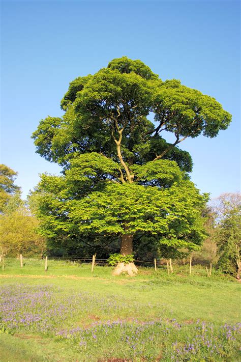 Sycamore Tree Acer Pseudoplatanus Sycamore Tree Tree Photography