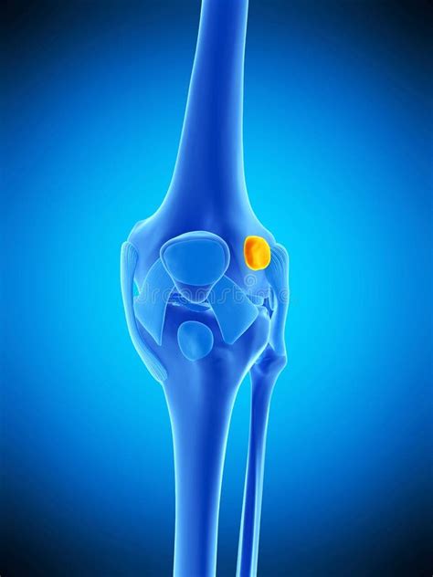 The Deep Infrapatellar Bursa Stock Illustration Illustration Of Deep