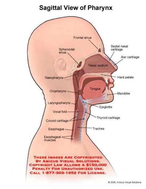 The · human larynx, nerves of the neck; Mouth Throat Diagram Anatomy Of The Mouth And Throat ...