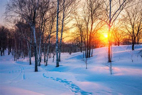Winter Sunset Stock Image Image Of Nature Rural Scenic 34788087