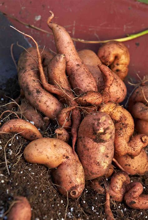 Can I Save Sweet Potato Vine Tubers