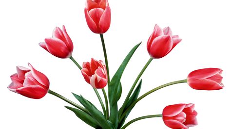 Tulips Flower Wallpapers Pixelstalknet