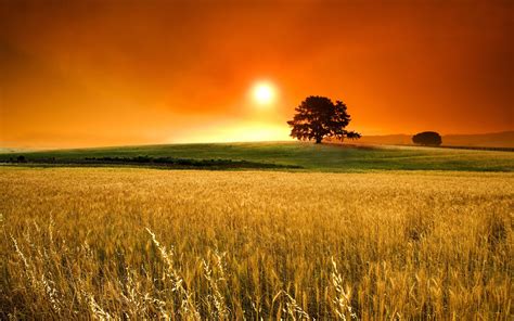 Photo Of Tree On Grass Field During Golden Hour Hd Wallpaper