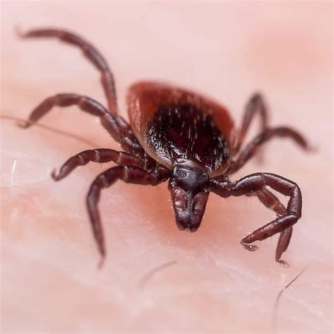 How To Identify Ticks · Shades Of Green Lawn And Landscape