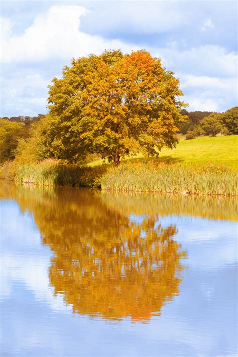 Autumn Tree By The Lake Free Stock Photo Public Domain