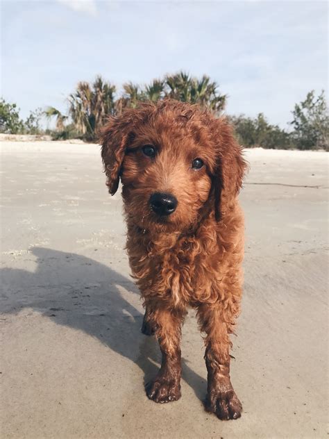 Curly Red F1b Mini Goldendoodle Puppy At The Beach Mini Goldendoodle