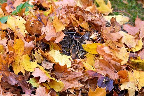 Setze dich bequem in deinen sessel. Waldbaden-Shinrin Yoku in Stetten (bei Mindelheim) - Der ...