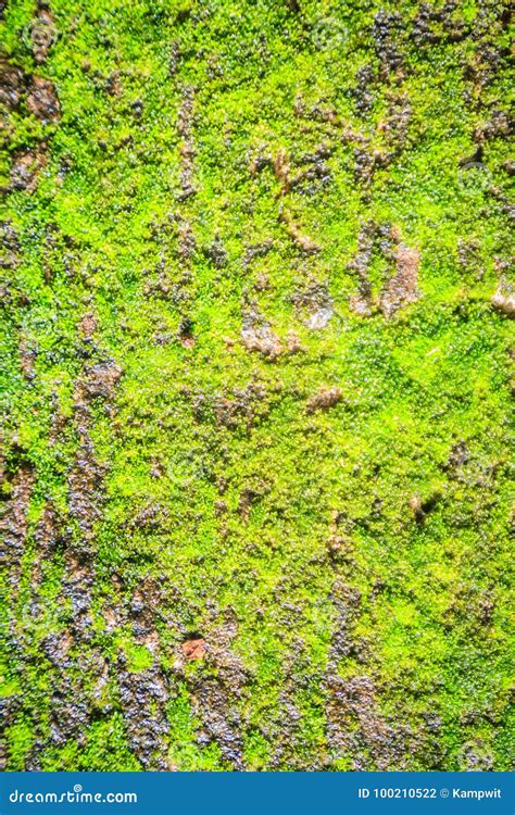Green Mossy Background Cover The Rough Stones In The Tropical Forrest