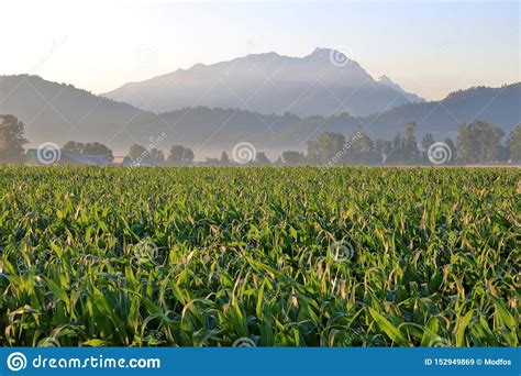 Thick Agricultural Cornfield And Early Morning Mist Stock Image Image