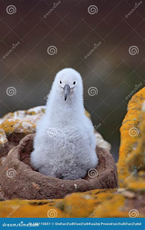 Nesting Behaviour Small Albatross In Nest Cute Baby Of Black Browed