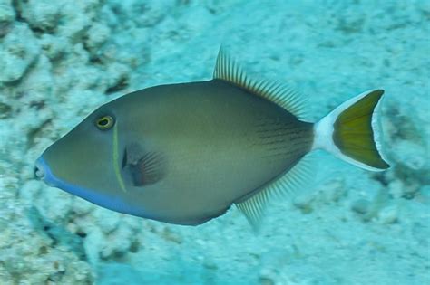 Sufflamen Albicaudatum Bluethroat Triggerfish