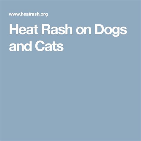 Heat Rash On Dogs And Cats Heat Rash Dog Cat Dogs