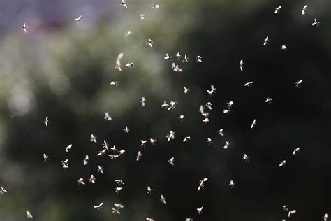 Swarms Of Gnats Seen Around Philly Are Actually Flying Ants 905 Wesa