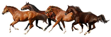 Horse Png 9 Png All Png All