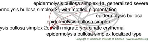 Epidermolysis Bullosa Simplex 2e With Migratory Circinate Erythema