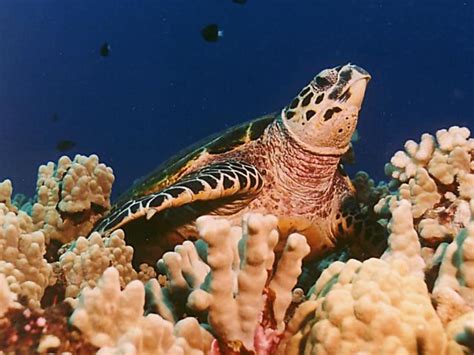 Hawksbill Turtle A Critically Endangered Species Hubpages