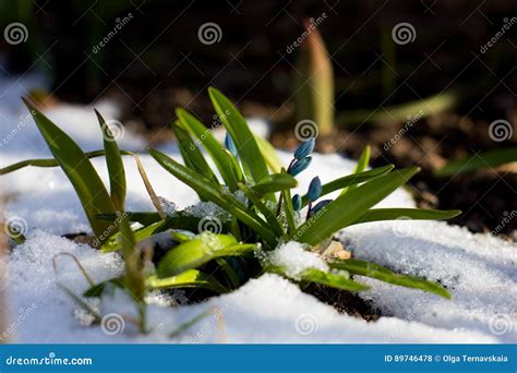 First Flowers Of Spring Growing Through Snow Under The Sunlight Stock