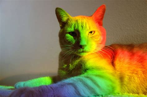 Rainbow Cat As Seen On Front Page Photoshopbattles